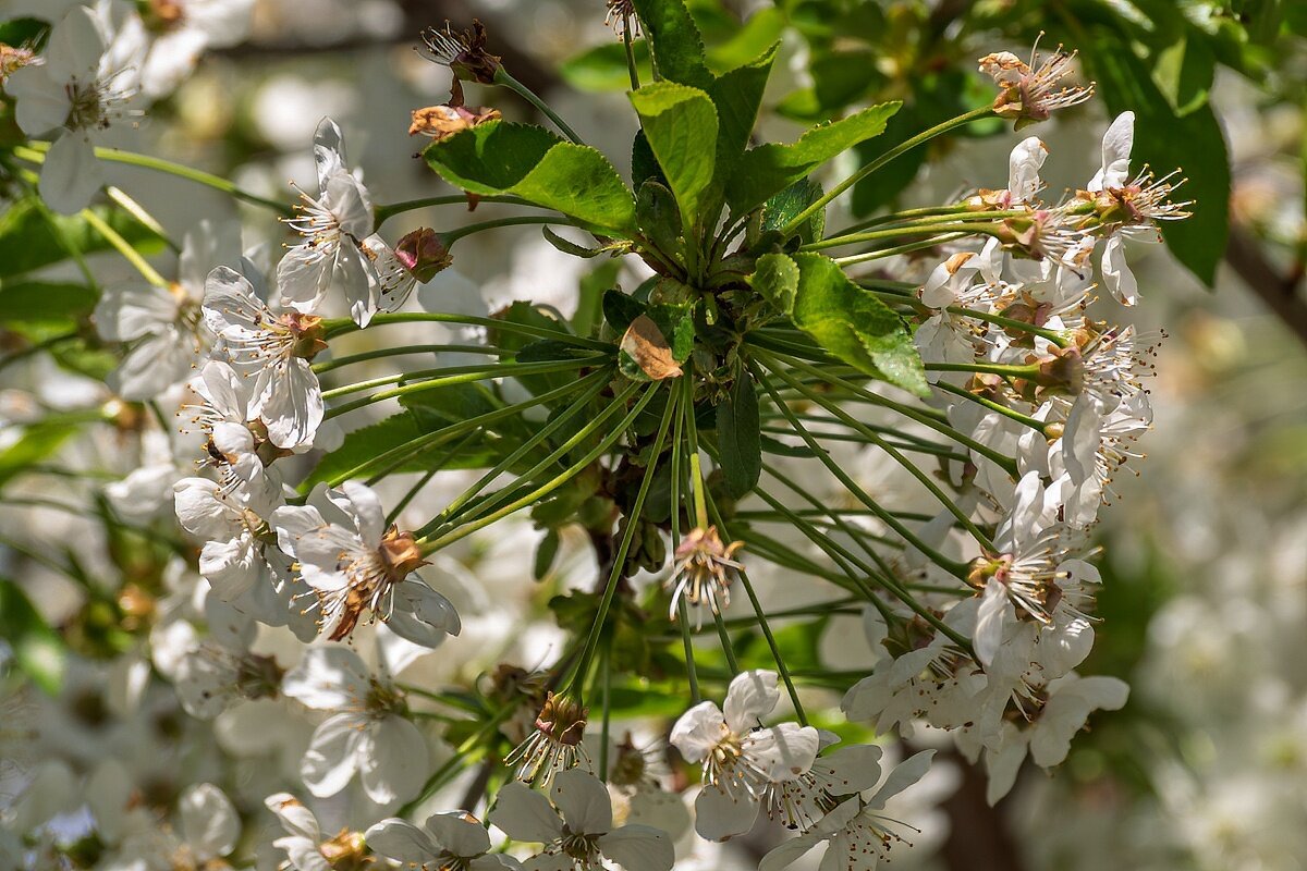 Вишня - Игорь Сикорский
