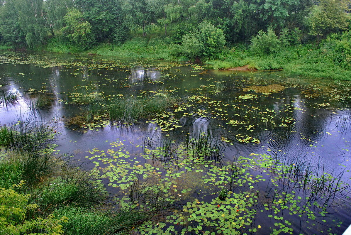 Река Кашинка - Анастасия Смирнова