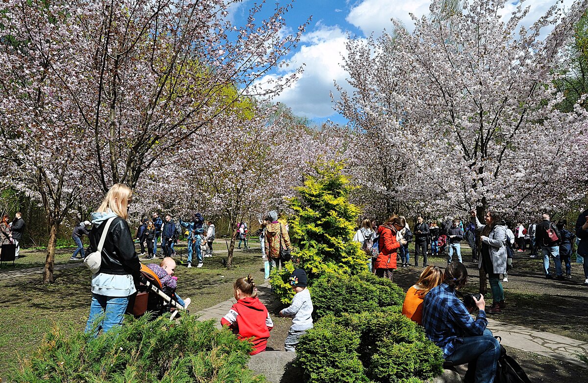 Всей семьёй на праздник Сакуры ! ) - Анатолий Колосов