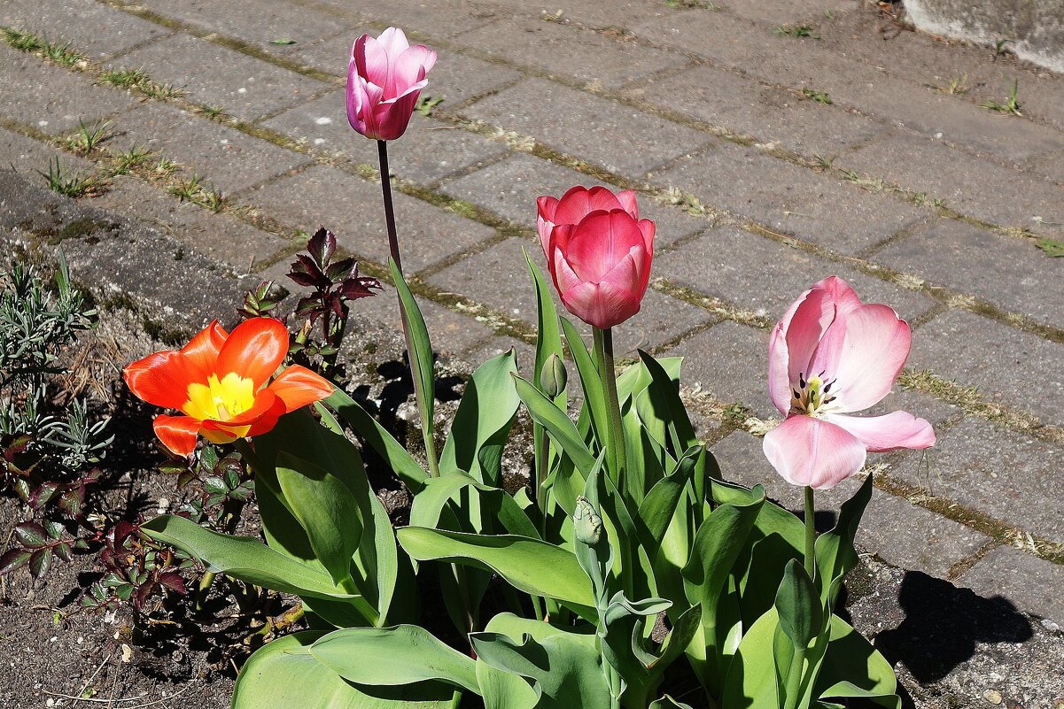 Тюльпаны - Рита Симонова