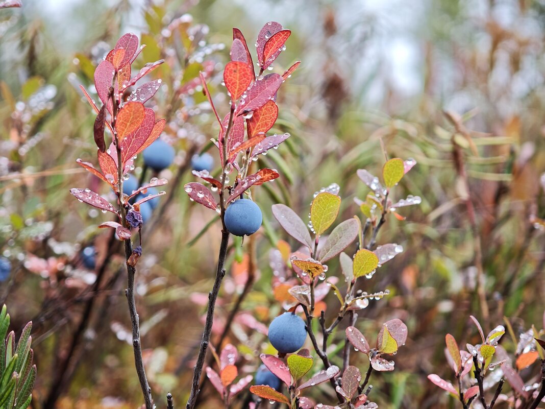 Голубика - Александр 