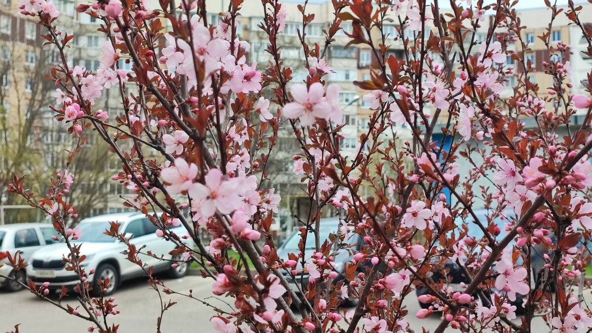 ,,, - Сергей Тимоновский