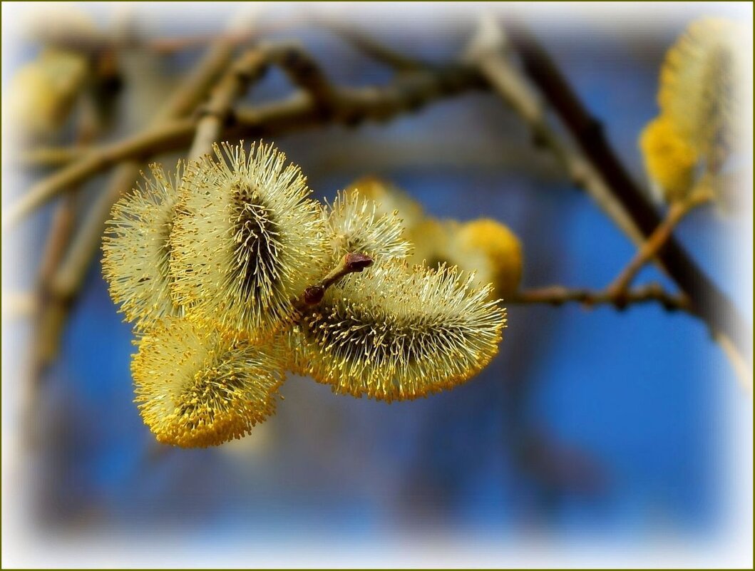 Пушистая вербочка ... - Валентина Надсон