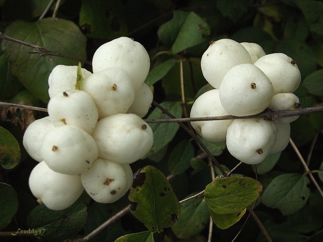 Снежноягодник - Freddy 97