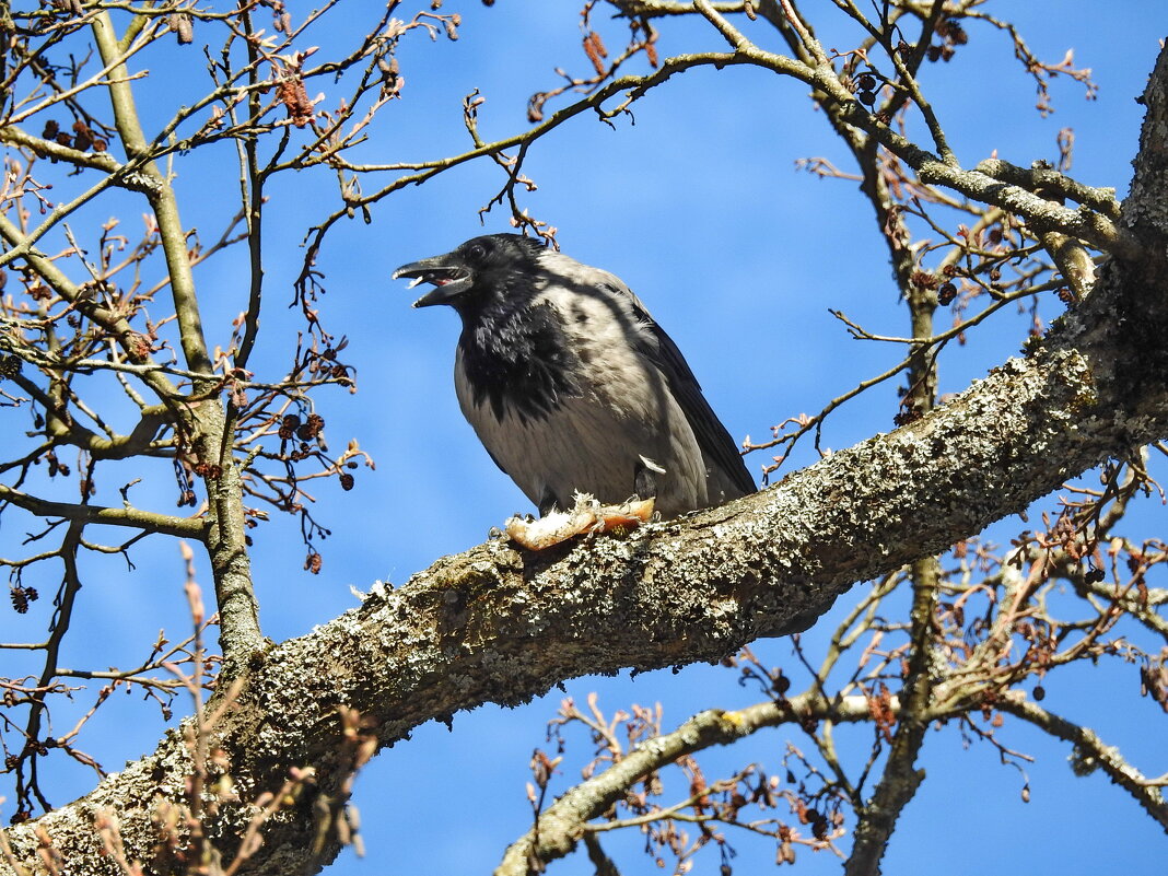 птицы весной - ИННА ПОРОХОВА