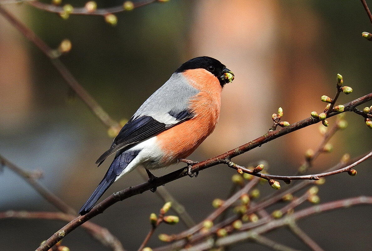 птицы весной - ИННА ПОРОХОВА