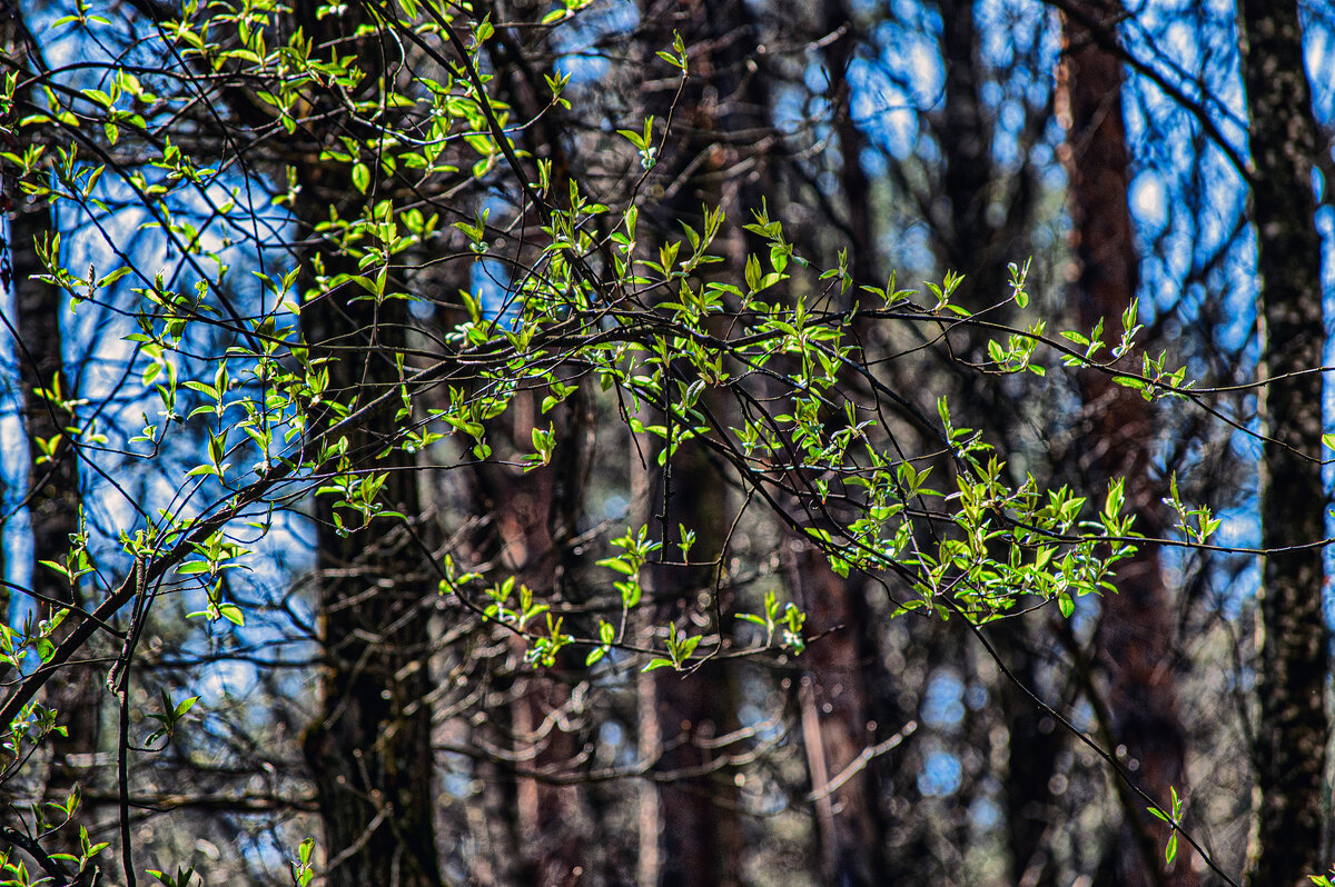 В парке Малевича - Юрий Яньков