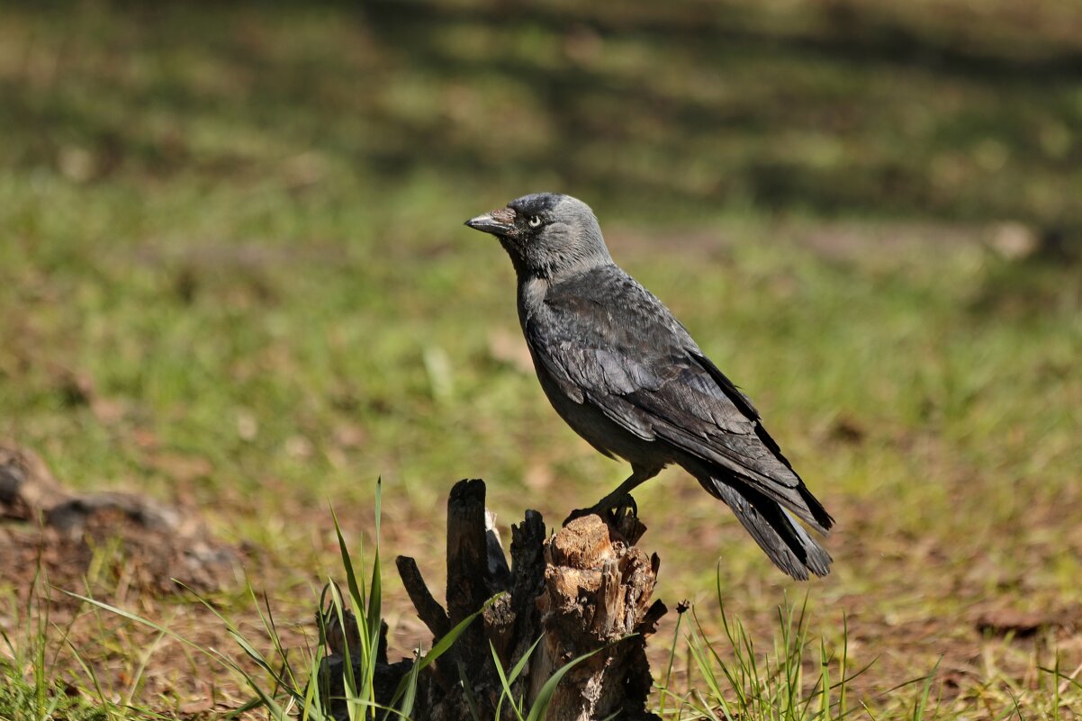 На пьедестале. - Татьяна Бравая
