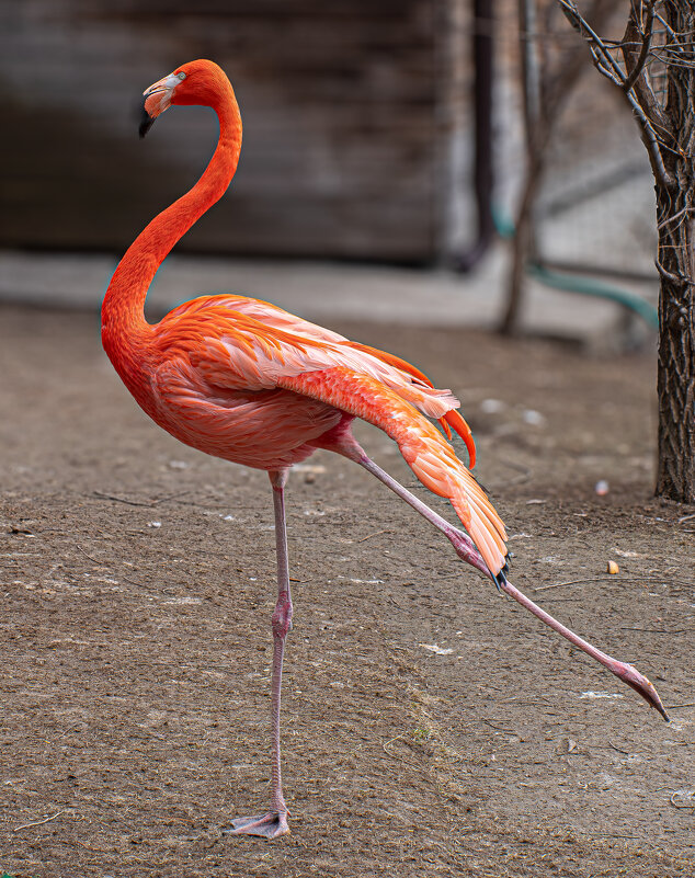 Розовый фламинго - Михаил Измайлов