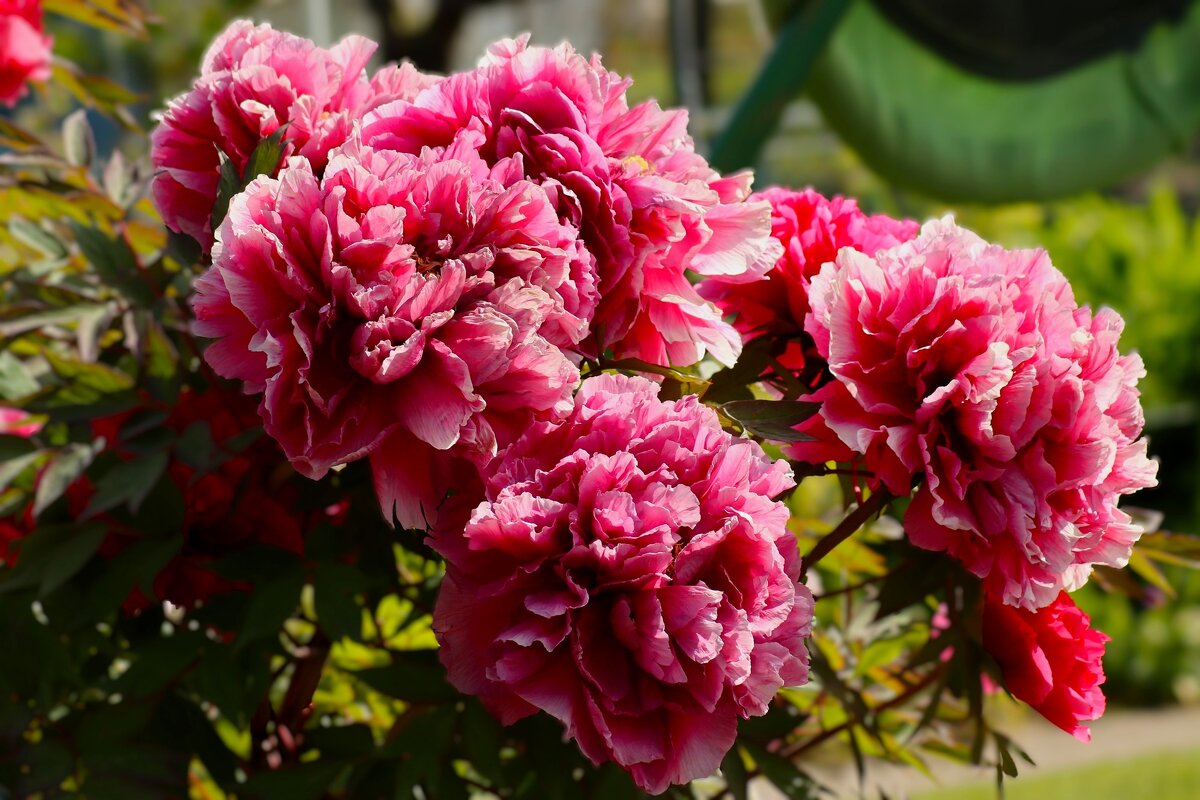 Наступила пора пионов - Юрий. Шмаков