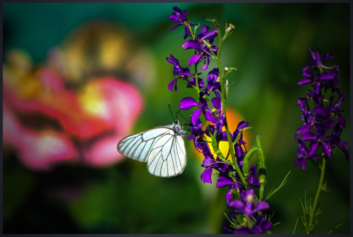 *** - Александр. AVG100 ---