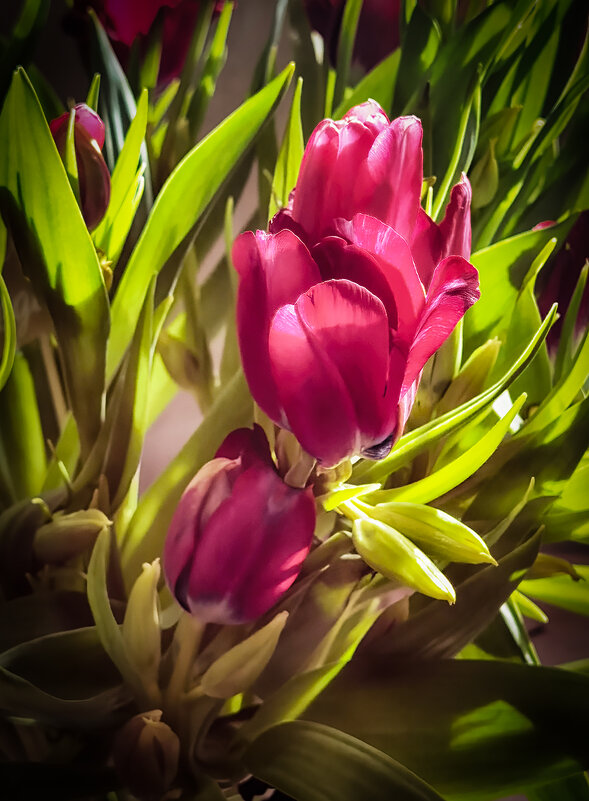 Пронизанные светом. - Лилия *