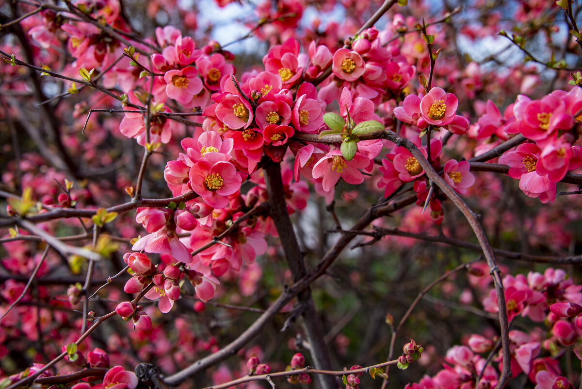 Айва - Анатолий Чикчирный