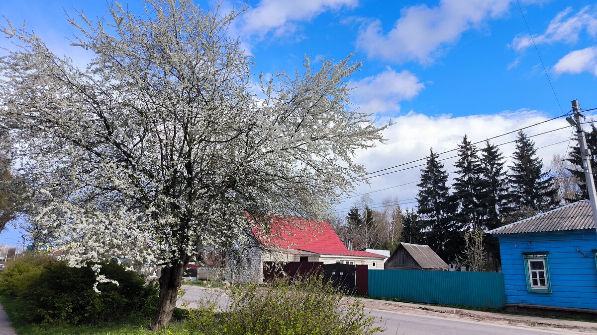 Алыча у дороги - Ольга 