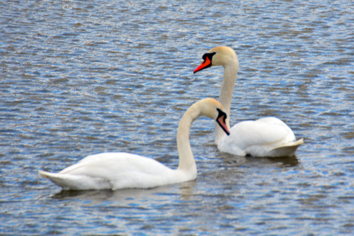 лебеди - леонид логинов