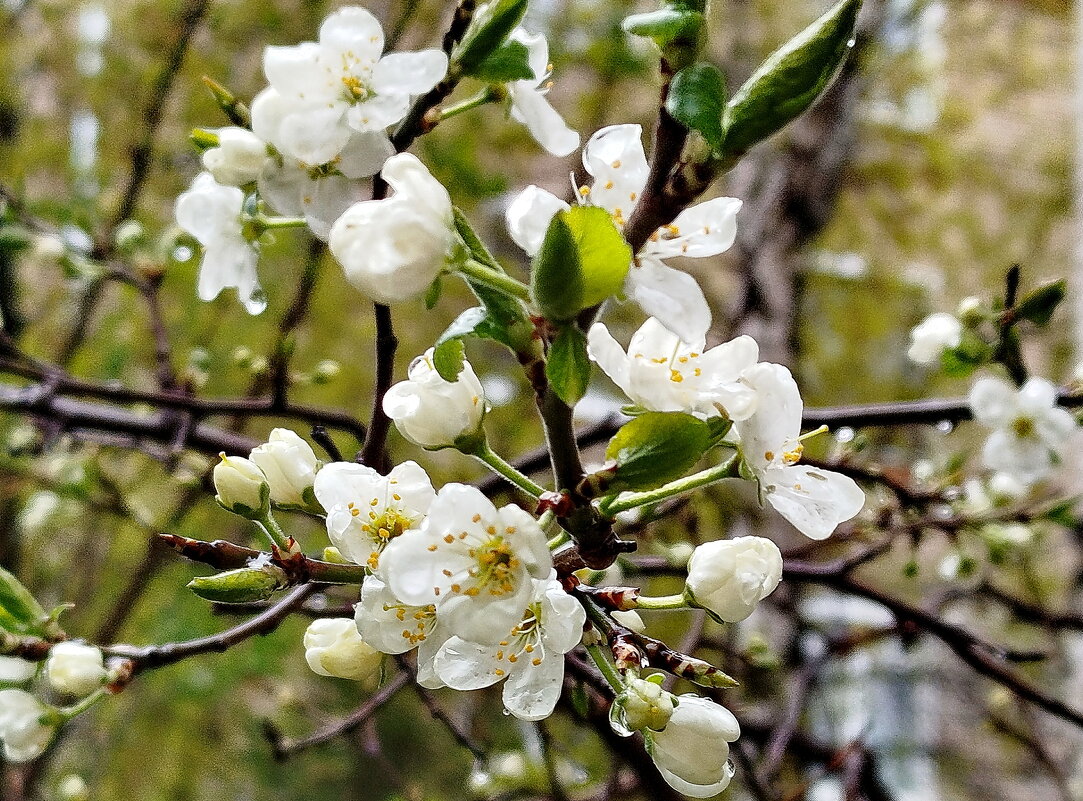 Вишня после снежного армагеддона - Александр Чеботарь