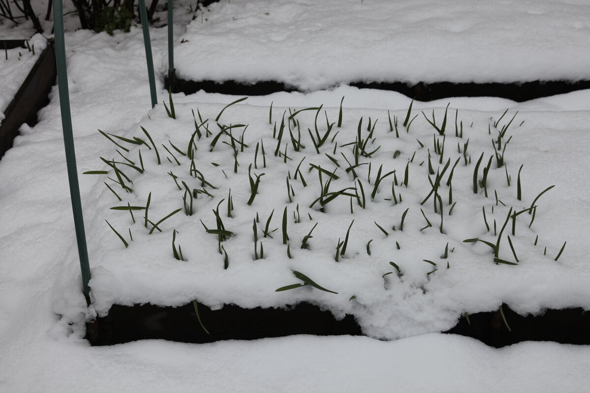 Мечты о ч/б Лейке 114. - Михаил Елочкин