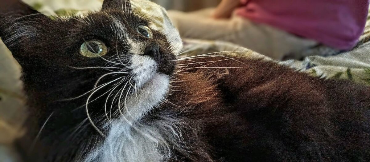 Кот Топа - Михаил Столяров