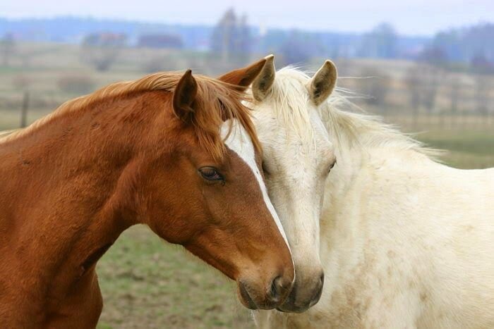 Вот она - Любовь...:) - Валерий Кокорев
