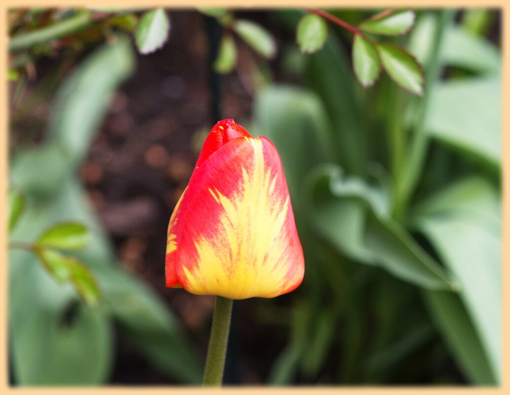 Первые тюльпаны - marmorozov Морозова