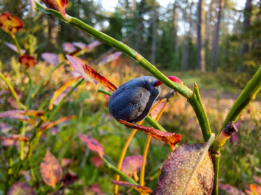 черника осень - Лилия 