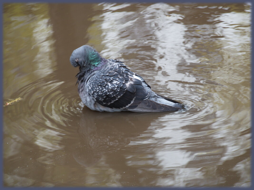 Голубиная фотосессия - marmorozov Морозова