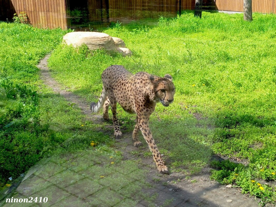 Гепард в ростовском зоопарке - Нина Бутко