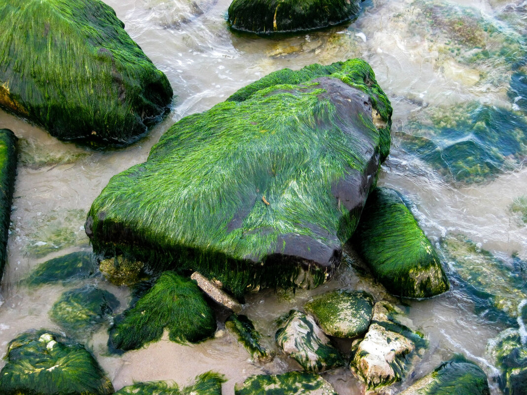 водоросли. - Argaman Табашник