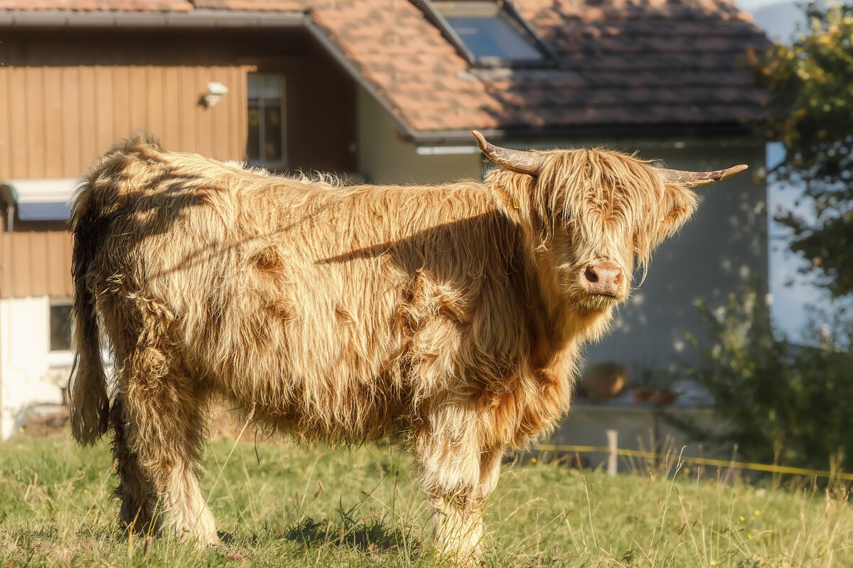 Хайленд - Владимир Колесников