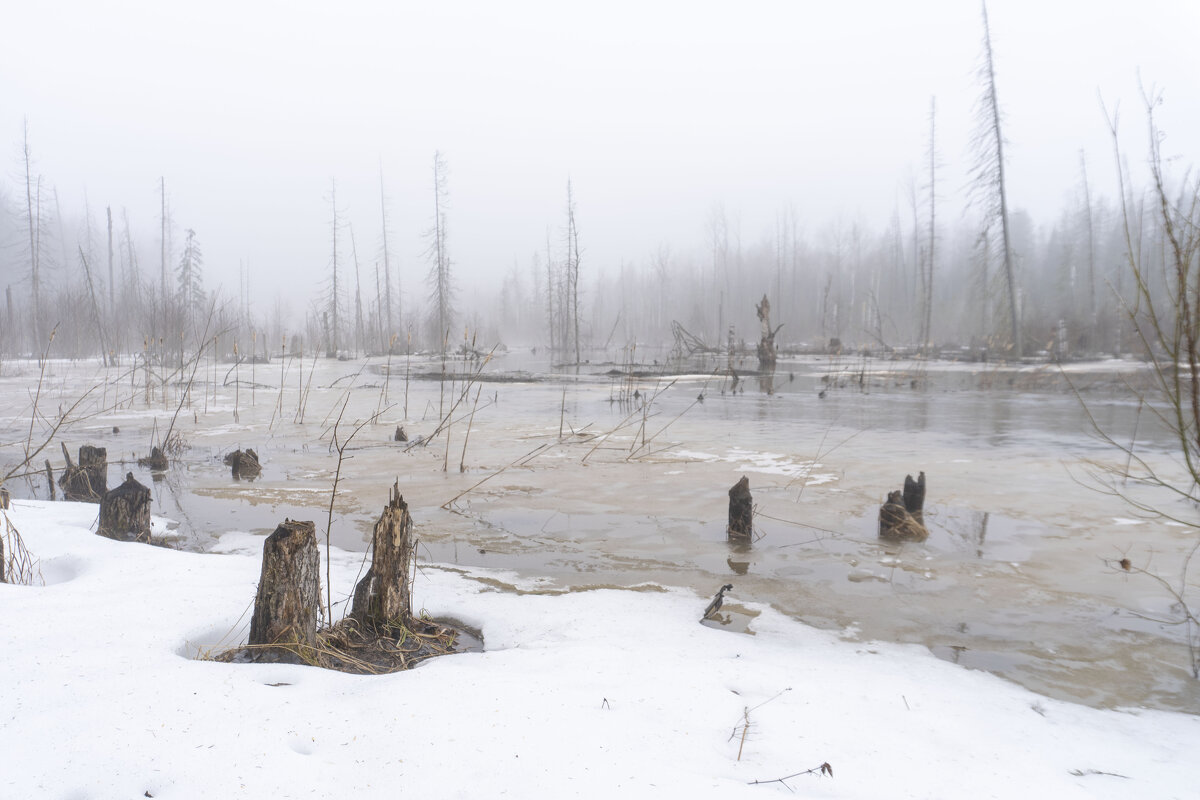 Туманный день в начале апреля - Сергей Ц
