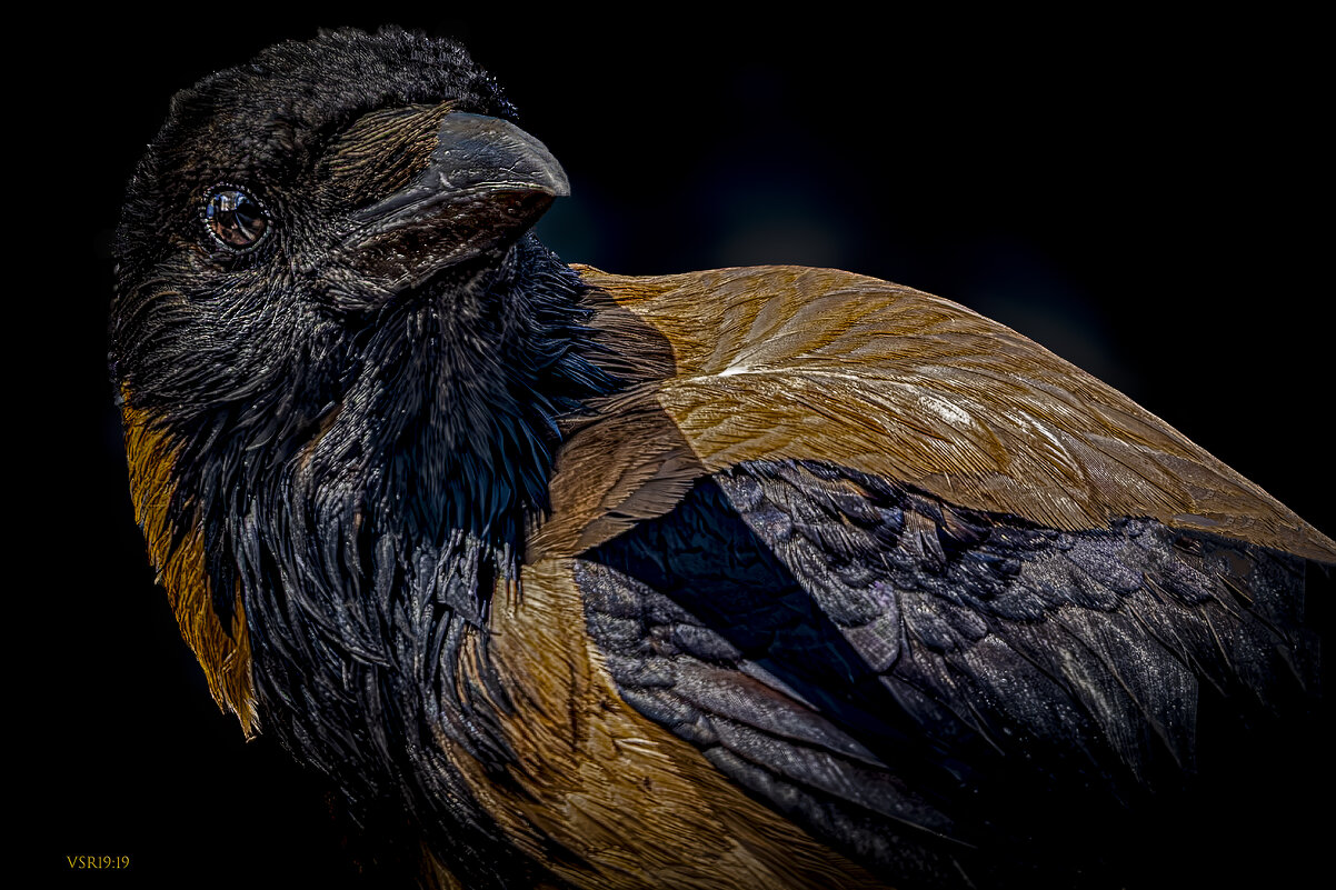 ВоPрона-во всей красе - Shmual & Vika Retro