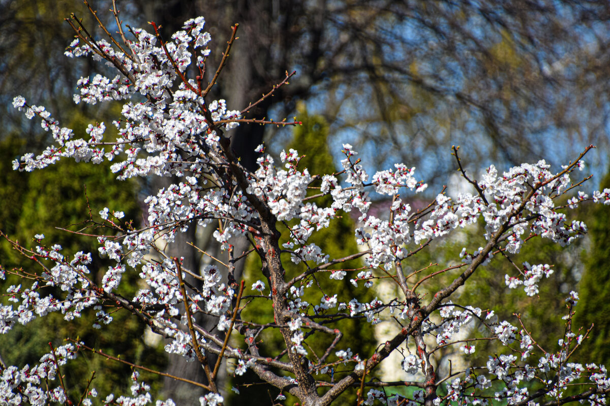 Абрикосовое дерево - Олег 
