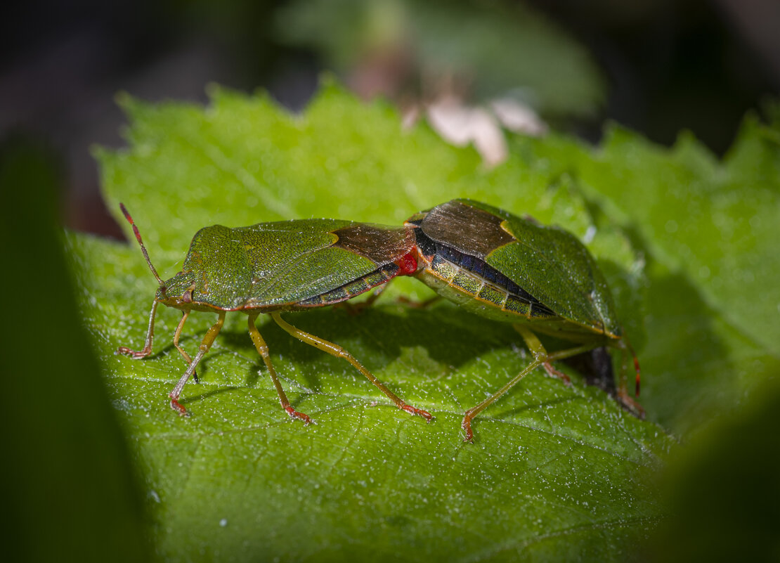 Интрижка - Игорь 