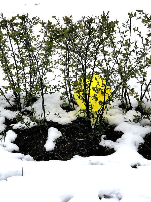 Застрявший воздушный шар. - Любимова Ольга 