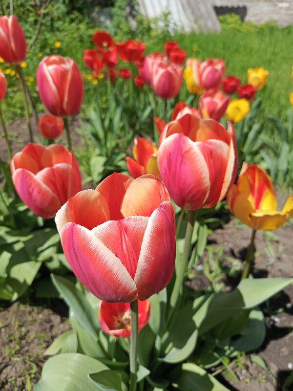 На солнце - Татьяна Пальчикова