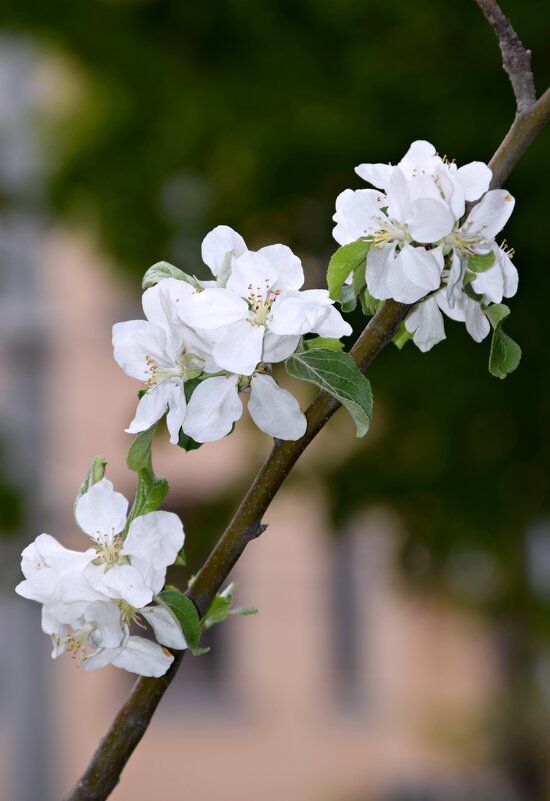 *** - Павленко Михаил 