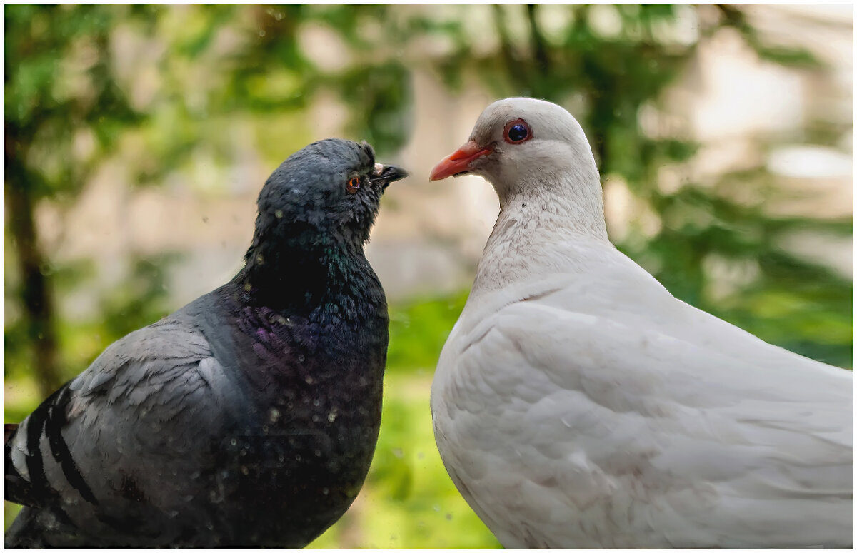 Голубь и голубка. - Валентин Кузьмин