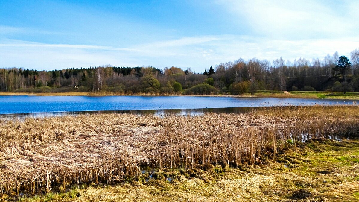 Весна в конце апреля. - Милешкин Владимир Алексеевич 