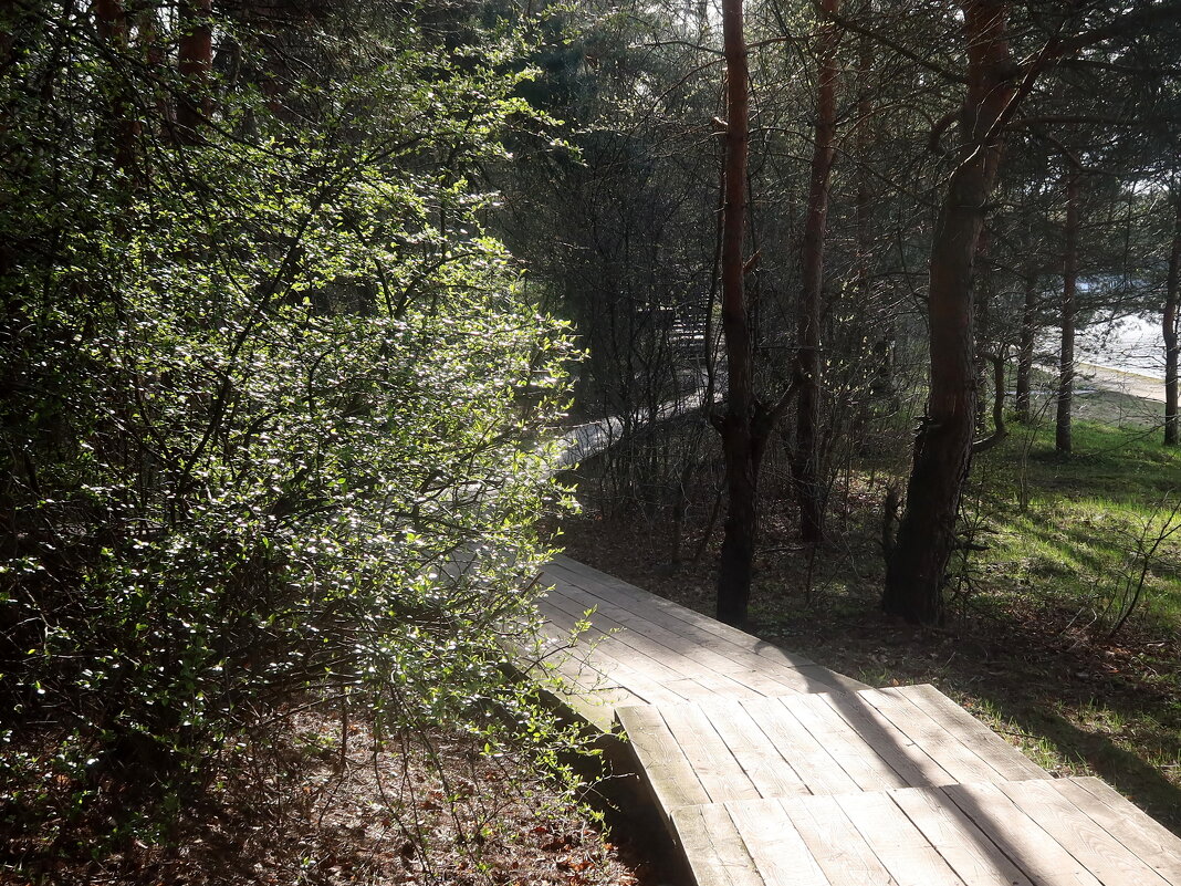 Лесная тропа - Дмитрий И_