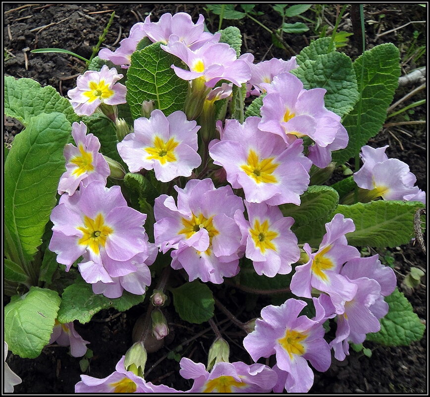 Ключи от весны - Ольга Довженко