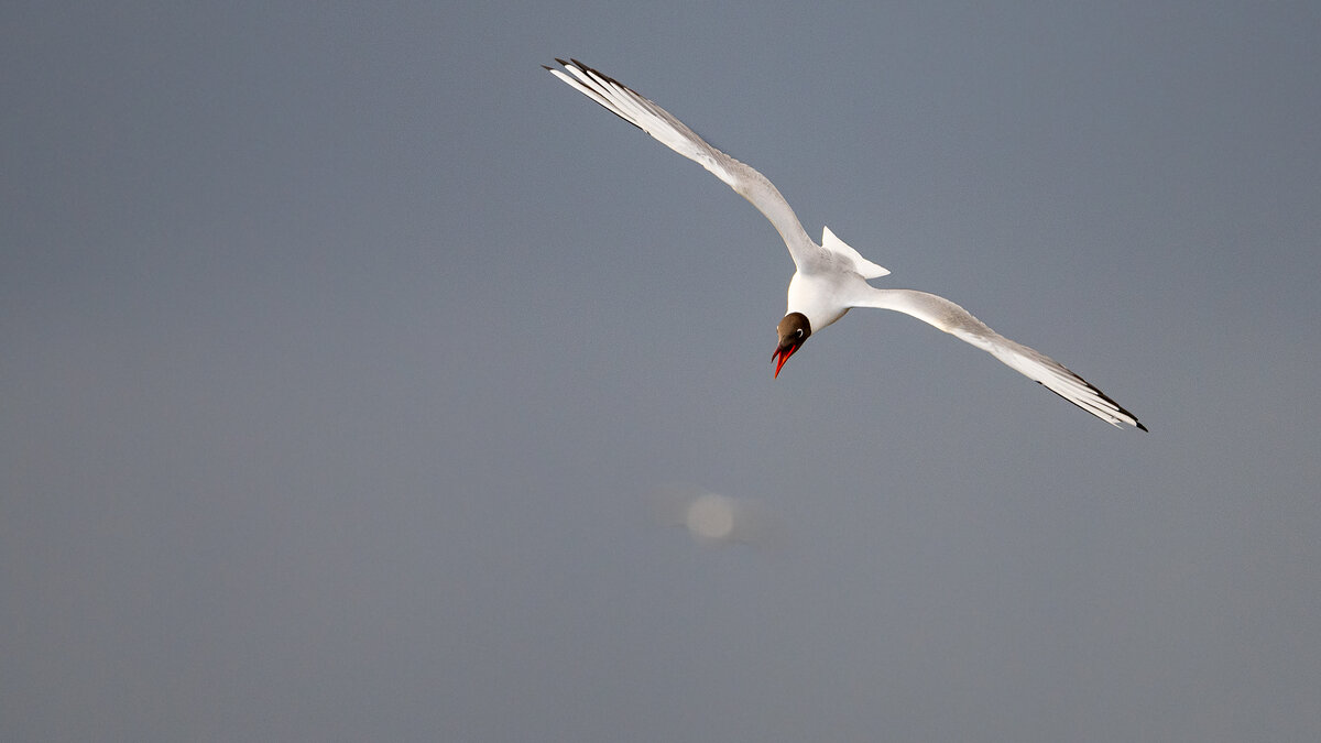 Озерная чайка - Владимир Лазарев