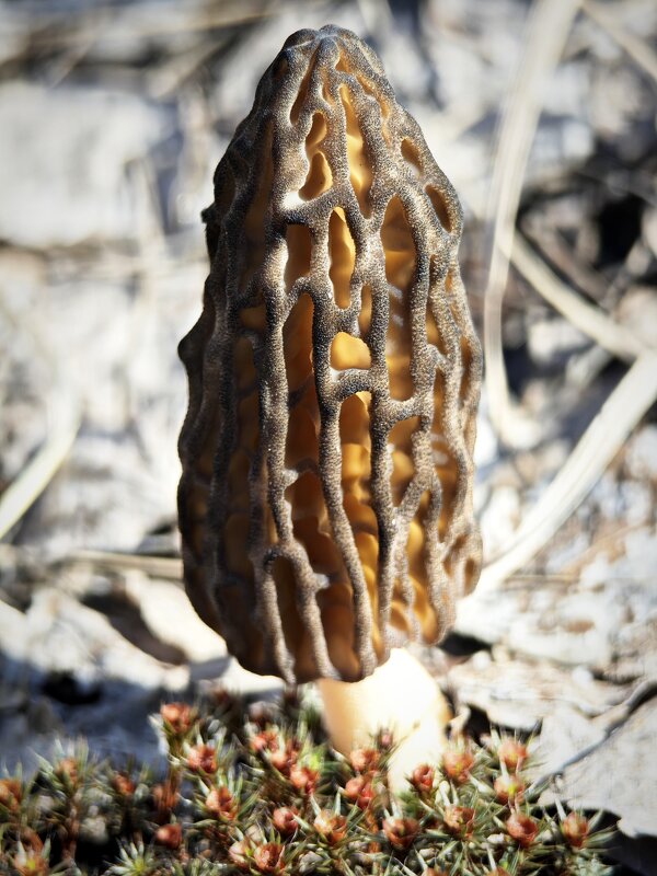 Сморчок - Тамара Нижельская