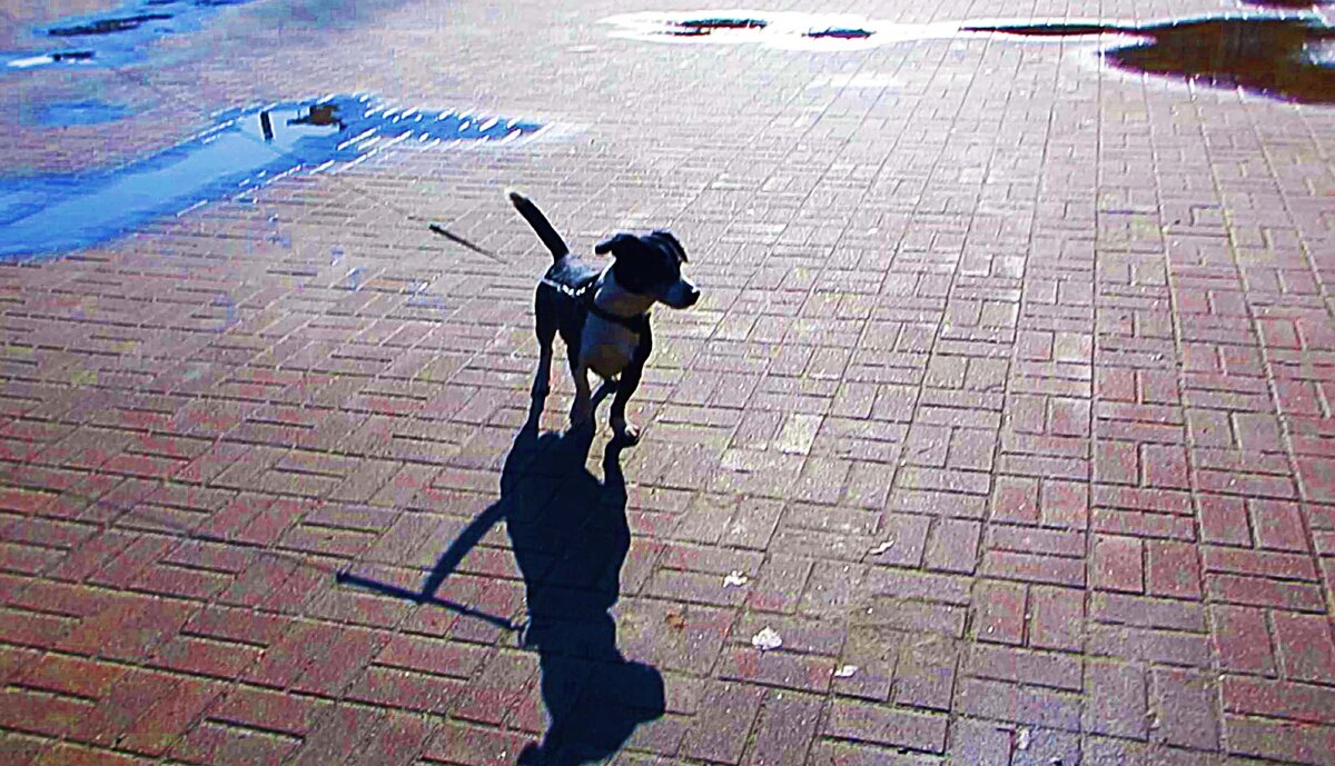 Апрель...Задорный песик! - Владимир 