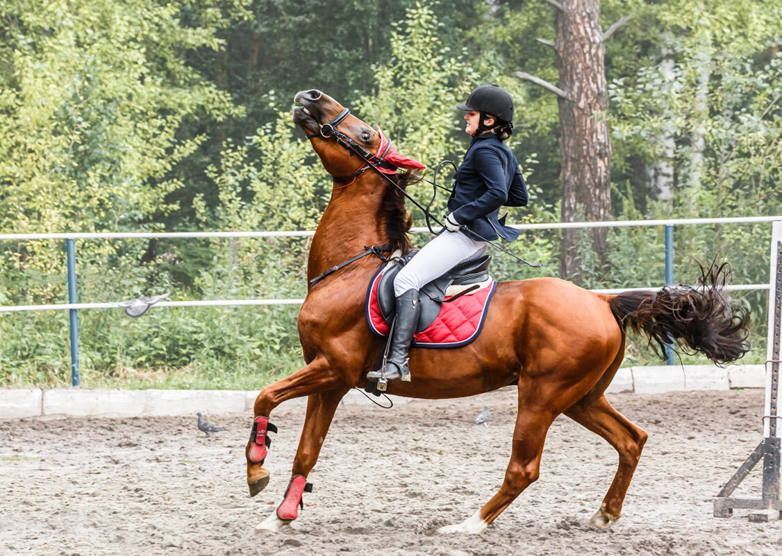 Конкур - SanSan 