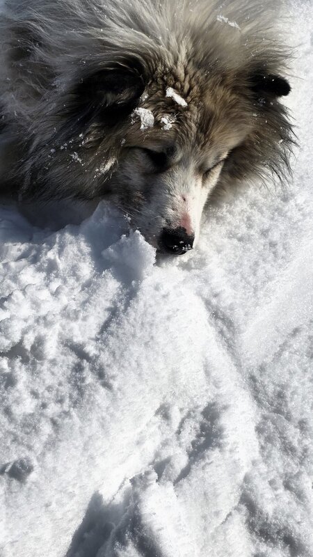 Уставший дружок) - Татьяна Чаброва