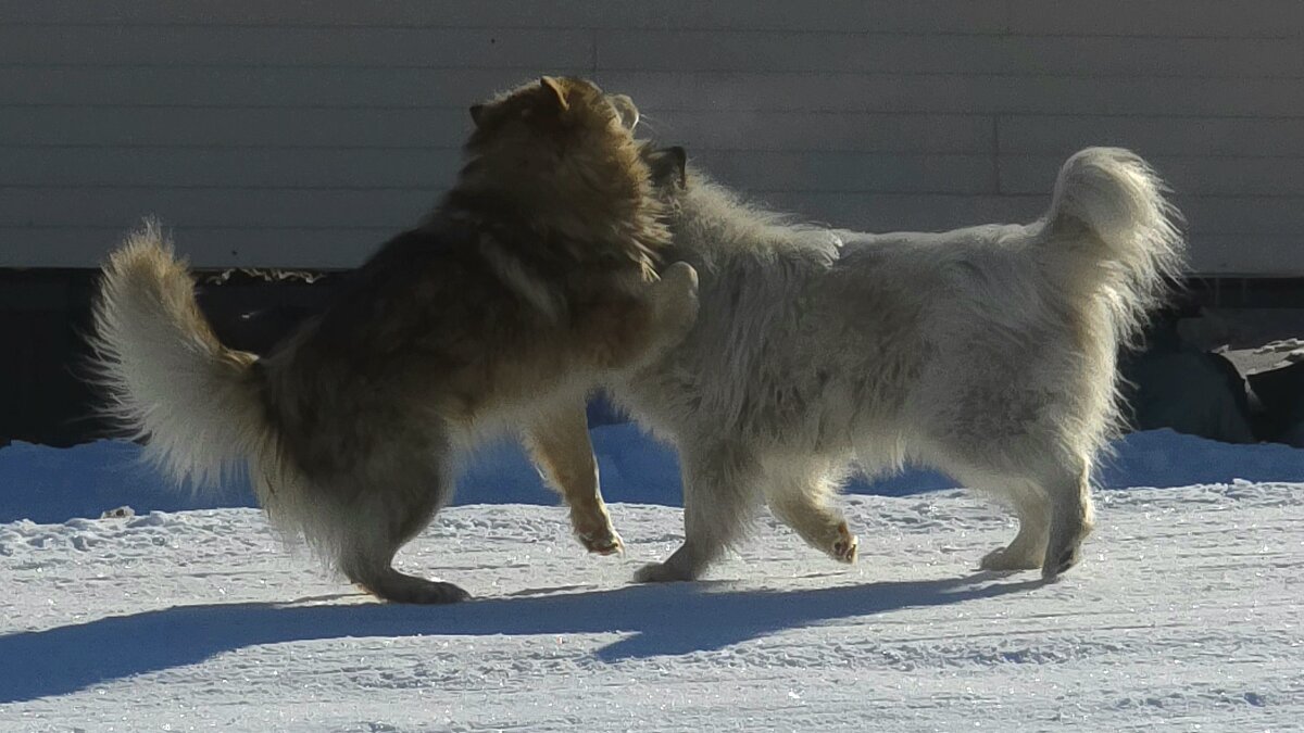Два друга) - Татьяна Чаброва