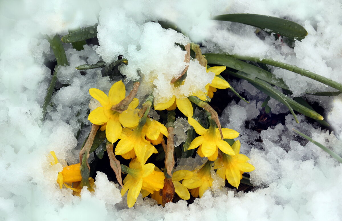 Нарциссы. Снегопад 27 апреля - Михаил Бибичков