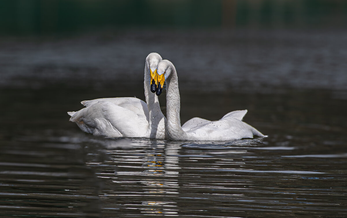 Лебеди - Михаил Измайлов