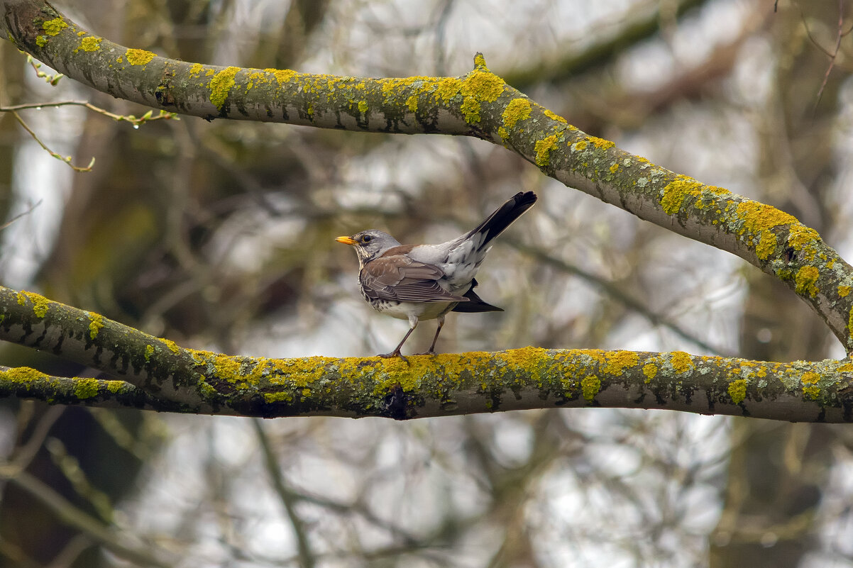 ******* - Виталий Емельянов