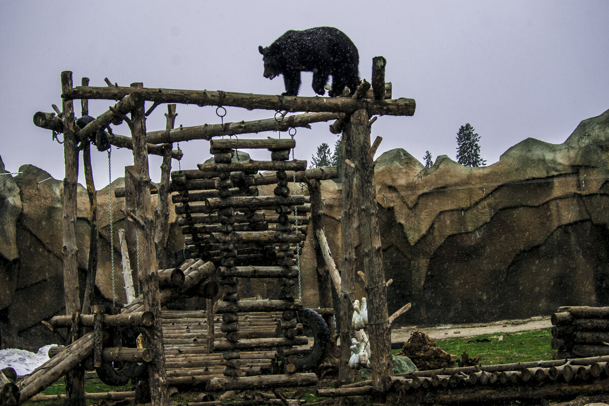МИШКА топтыгин - Уже ВЕСЛА - Владимир Максимов